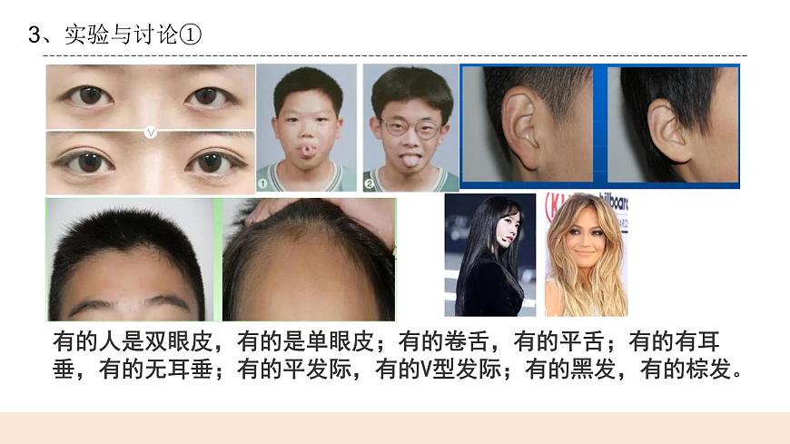 4.2《專題探究：外貌特征能遺傳嗎》課件第8頁(yè)