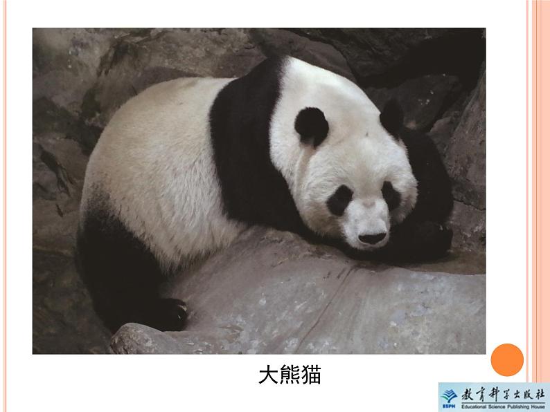 《给动物分类》教学课件第2页