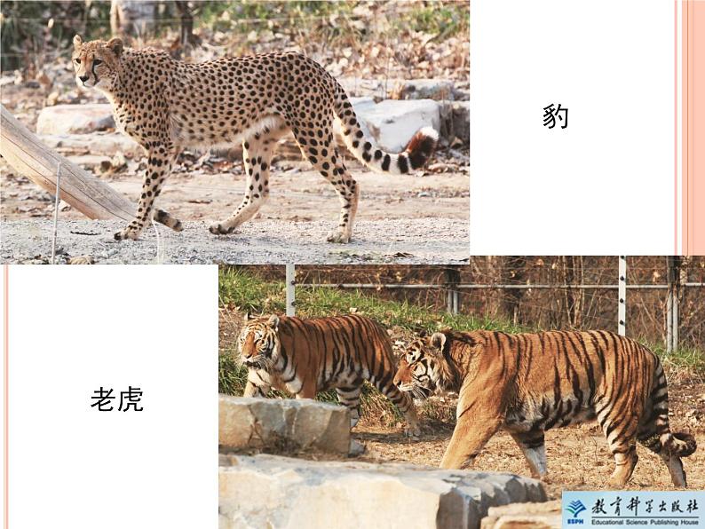 《给动物分类》教学课件第3页