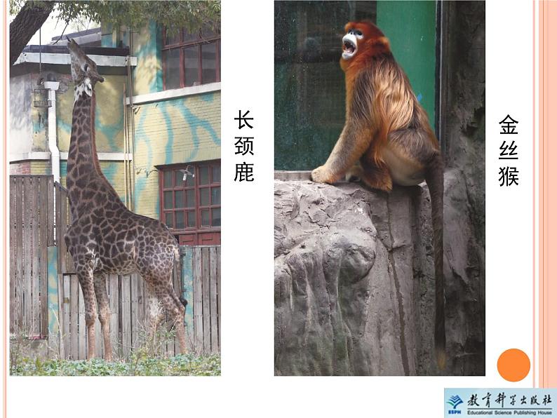 《给动物分类》教学课件第4页