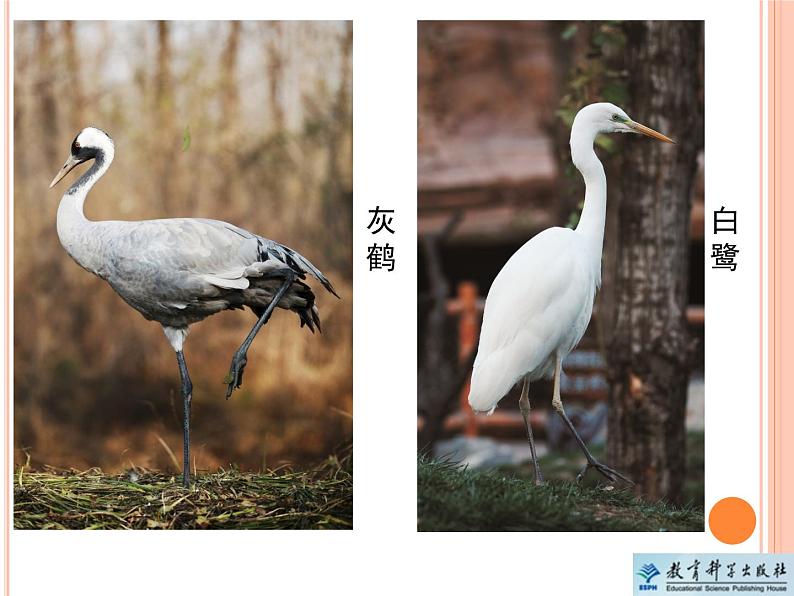 《给动物分类》教学课件第5页