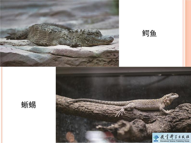 《给动物分类》教学课件第6页