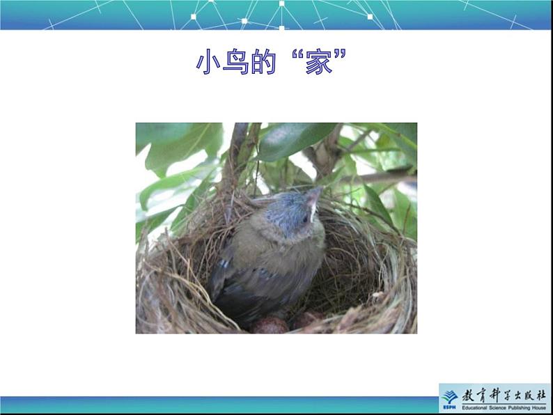 《给动物建个“家”》教学课件第2页