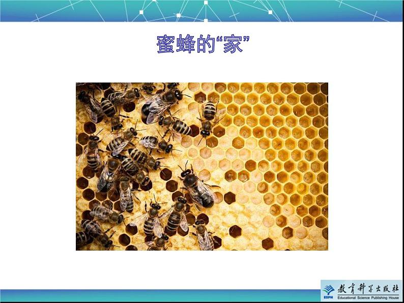 《给动物建个“家”》教学课件第4页