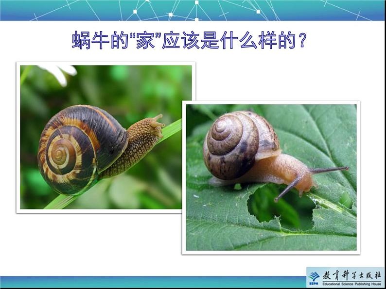 《给动物建个“家”》教学课件第5页
