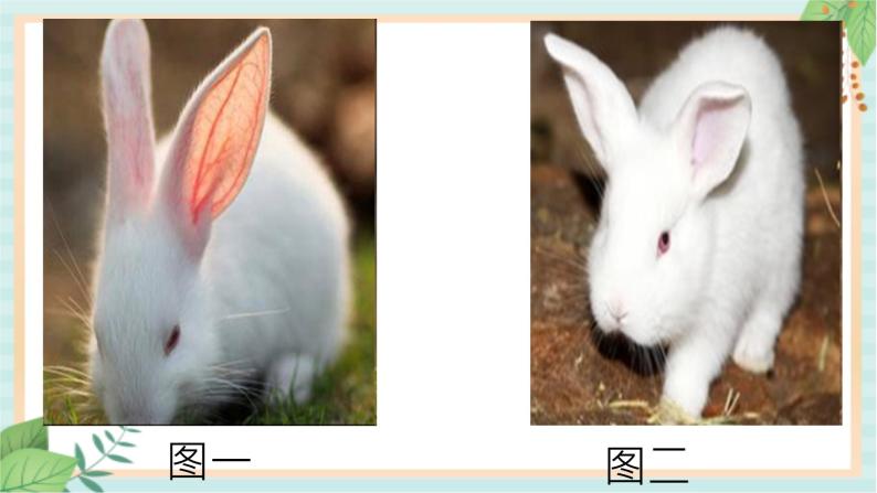 2.动物的耳朵 课件PPT07
