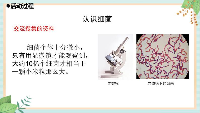 10细菌与病毒 课件PPT第3页