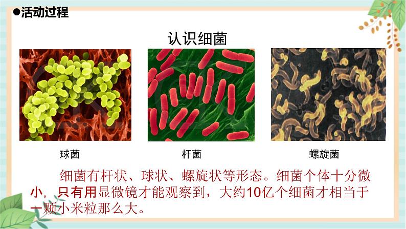 10细菌与病毒 课件PPT第4页