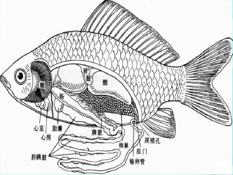 湘科版科学三年级上册2.2鱼 课件06