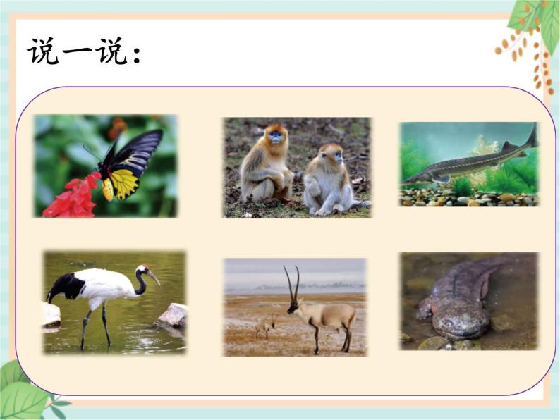 湘科版科学三年级上册2.5珍稀动物 课件07