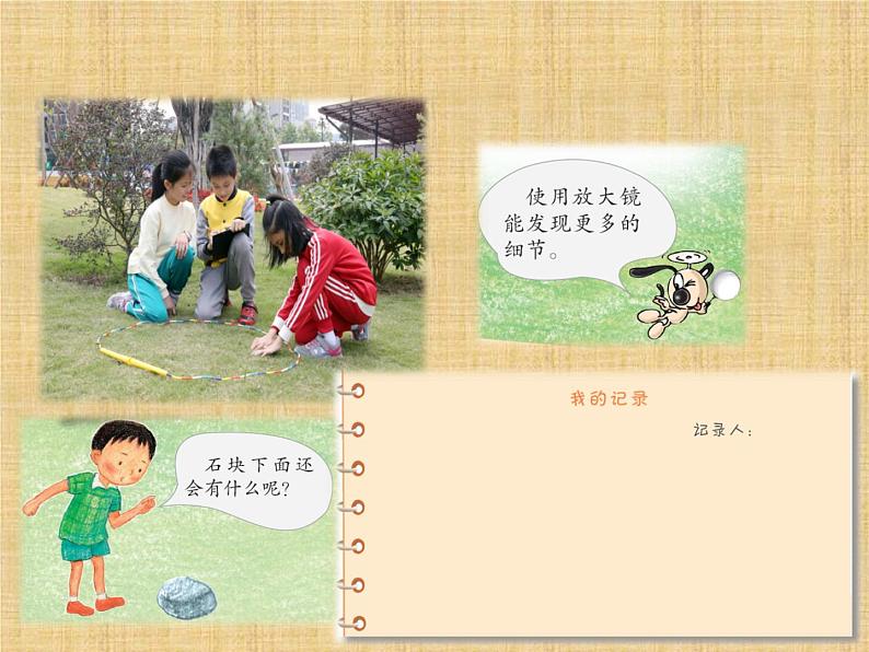 第11课《草地里有什么》教学课件06