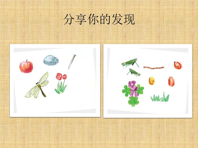 第11课《草地里有什么》教学课件07