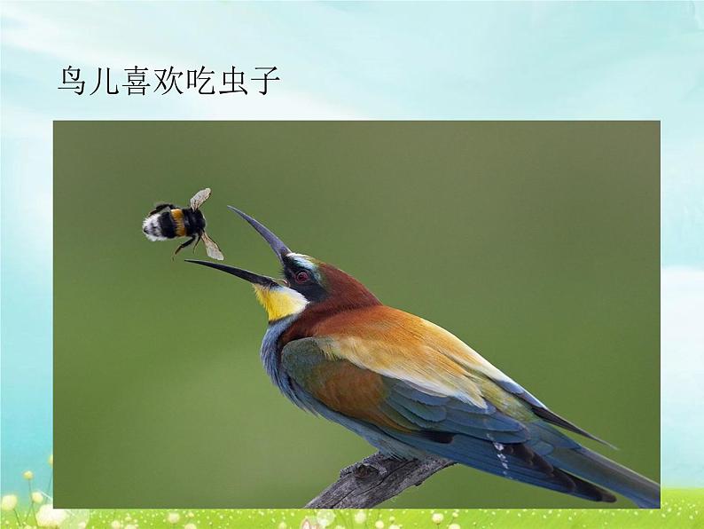 2.10 动物需要食物 课件第5页