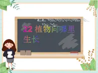 青岛版六三制6上科学《22 植物向哪里生长》课件1