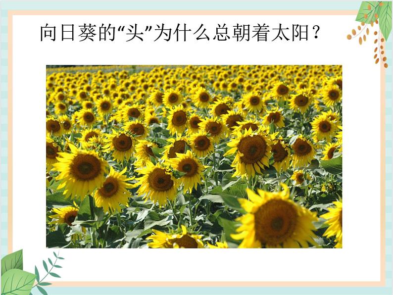 青岛版六三制6上科学《22 植物向哪里生长》课件102
