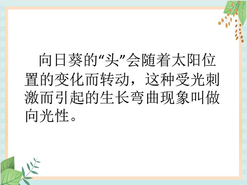 青岛版六三制6上科学《22 植物向哪里生长》课件103