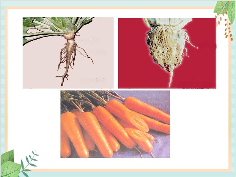 青岛版六三制6上科学《22 植物向哪里生长》课件105