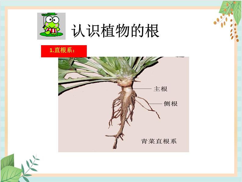 青岛版六三制6上科学《22 植物向哪里生长》课件106