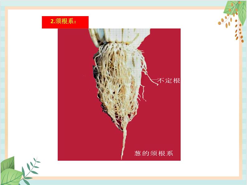 青岛版六三制6上科学《22 植物向哪里生长》课件107