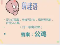 三年级上册科学课件－19鸡 ｜鄂教版        (共21张PPT)