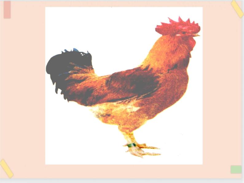 三年级上册科学课件－20《鸭与鸡》｜鄂教版         (共9张PPT)02
