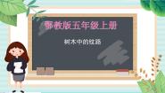 小学科学鄂教版五年级上册3 树木中的纹路说课ppt课件