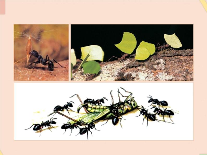 四年级上册科学课件－9观察蚂蚁 ｜鄂教版  (共15张PPT)07