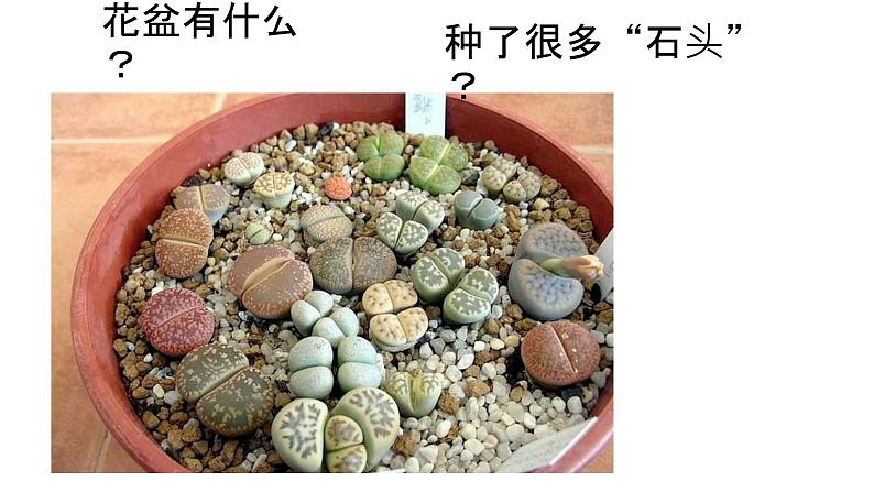 粤教粤科版 小学 科学 2 我有好奇心 课件第1页