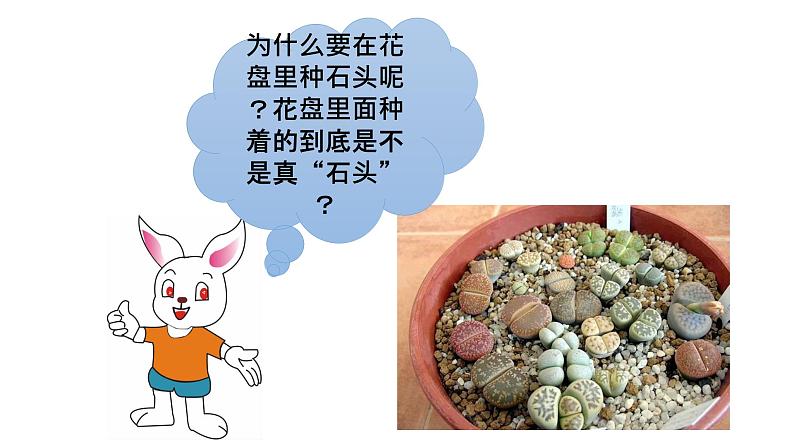 粤教粤科版 小学 科学 2 我有好奇心 课件第3页