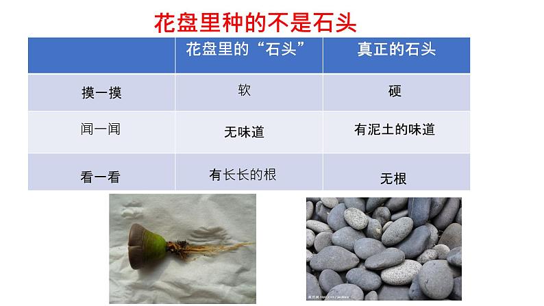 粤教粤科版 小学 科学 2 我有好奇心 课件第4页