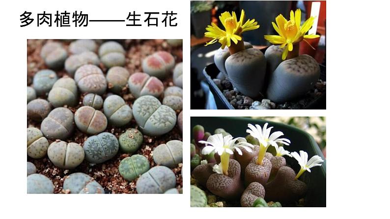 粤教粤科版 小学 科学 2 我有好奇心 课件第5页