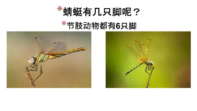 粤教粤科版 小学 科学 2 我有好奇心 课件第7页