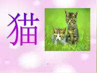 2022鄂教版科学三年级上册第21课《猫》ppt课件