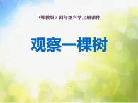 2022鄂教版科学四年级上册第7课《观察一棵树》ppt课件