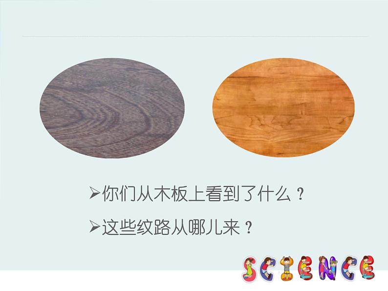 2022鄂教版科学五年级上册第3课《树木中的纹路》ppt课件第2页