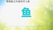 小学科学鄂教版五年级上册8 鱼集体备课课件ppt