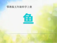 2022鄂教版科学五年级上册第8课《鱼》ppt课件2