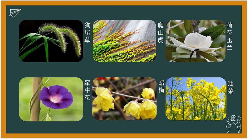 湘科版科学(2017)1.1 《阳光下的植物》课件第5页