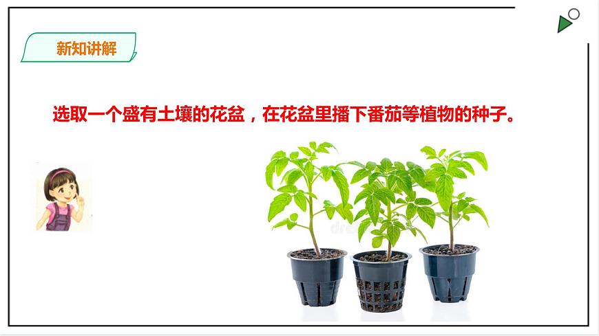 粵教粵科版科學(xué)四上1.1《種番茄》PPT課件第5頁(yè)