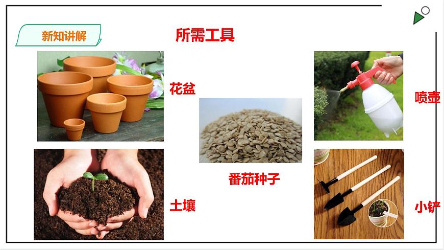 粵教粵科版科學(xué)四上1.1《種番茄》PPT課件第6頁(yè)