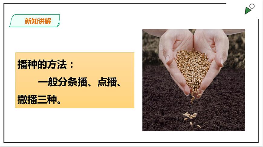 粵教粵科版科學(xué)四上1.1《種番茄》PPT課件第7頁(yè)