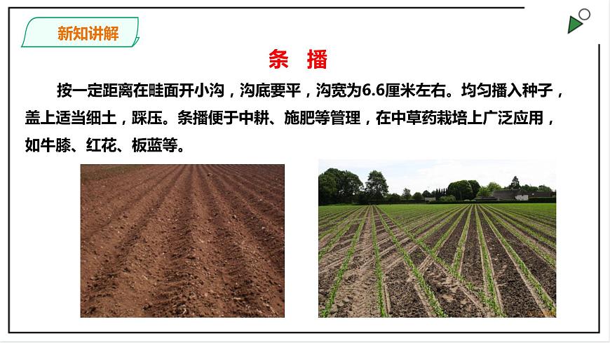 粵教粵科版科學(xué)四上1.1《種番茄》PPT課件第8頁(yè)