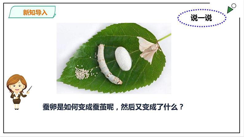 粤教粤科版科学四上1.5《一起来养蚕》PPT课件第4页