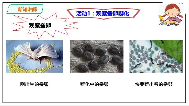 粤教粤科版科学四上1.5《一起来养蚕》PPT课件第5页