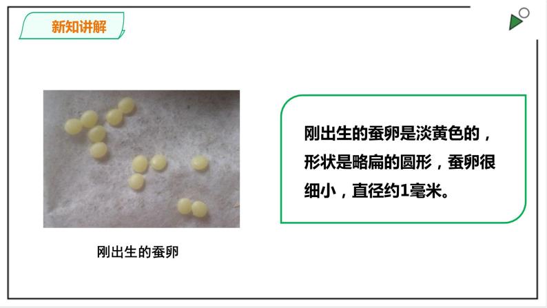 粤教粤科版科学四上1.5《一起来养蚕》PPT课件+视频07