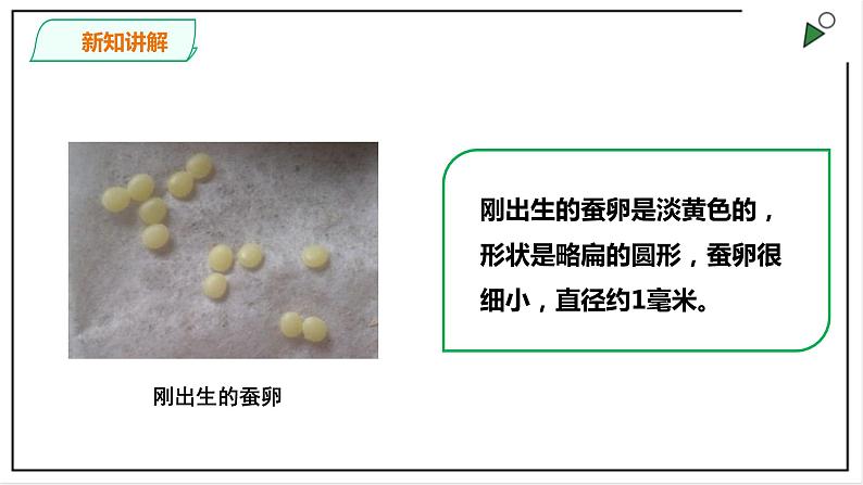 粤教粤科版科学四上1.5《一起来养蚕》PPT课件第7页