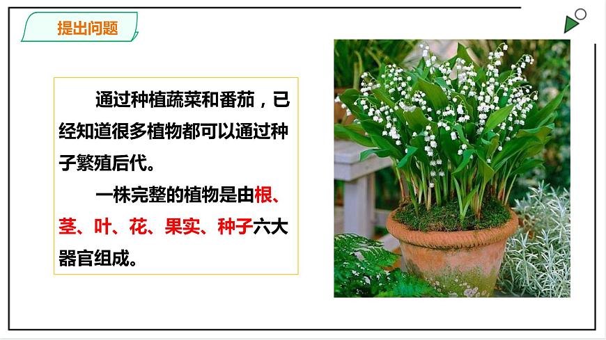 粵教粵科版科學(xué)四上1.4《專題探究：可以不用種子繁殖嗎》PPT課件第4頁