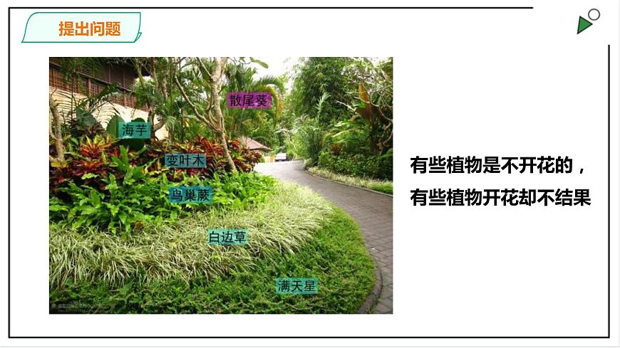 粵教粵科版科學(xué)四上1.4《專題探究：可以不用種子繁殖嗎》PPT課件第5頁