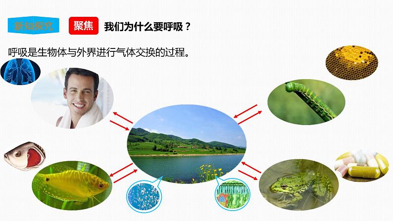 2.1感受我们的呼吸 课件第5页