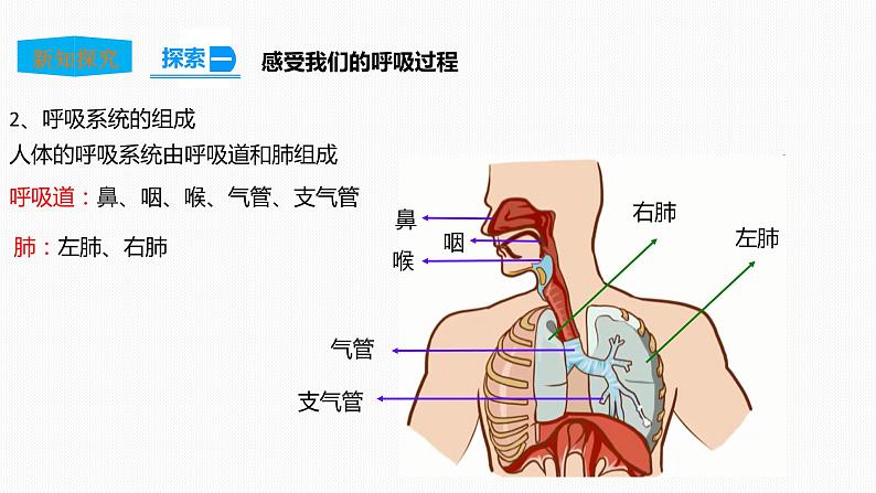 2.1感受我们的呼吸 课件第8页